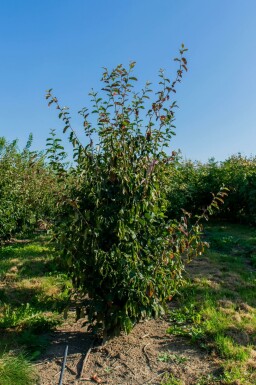 Parrotia persica 'Vanessa' meerstammig 200-250