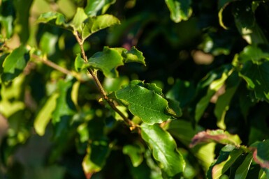 Parrotia persica 'Vanessa' meerstammig 200-250