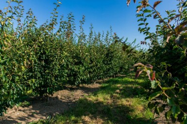 Parrotia persica 'Vanessa' meerstammig 200-250
