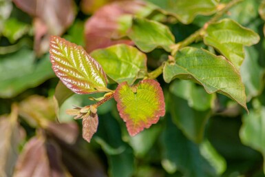 Parrotia persica 'Vanessa' meerstammig 200-250