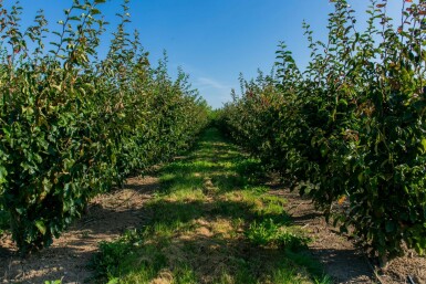 Parrotia persica 'Vanessa' meerstammig 200-250