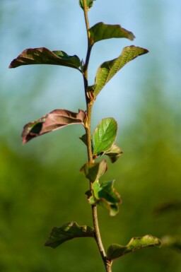Parrotia persica 'Vanessa' meerstammig 200-250