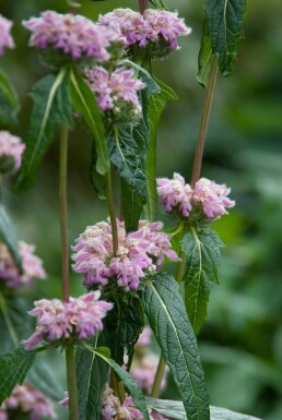 Brandkruid Phlomis tuberosa 5-10 Pot P9