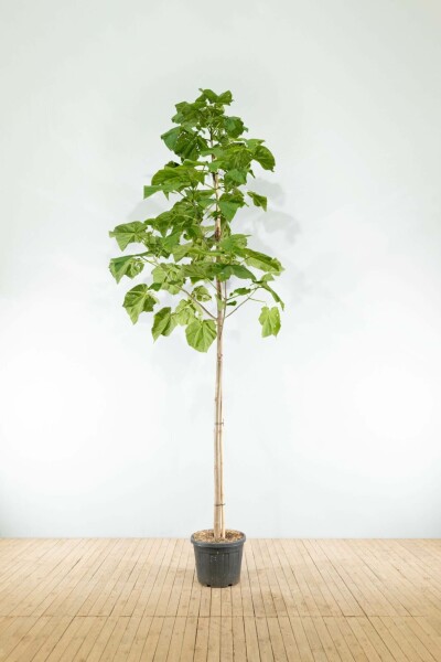 Paulownia tomentosa hoogstam 4/6 (spil)