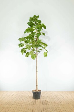 Paulownia tomentosa hoogstam 4/6 (spil)