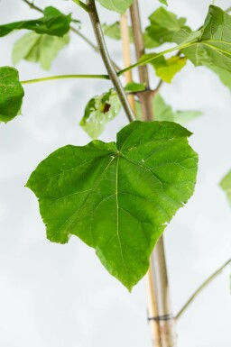 Paulownia tomentosa hoogstam 4/6 (spil)