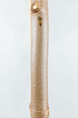 Paulownia tomentosa hoogstam 4/6 (spil)