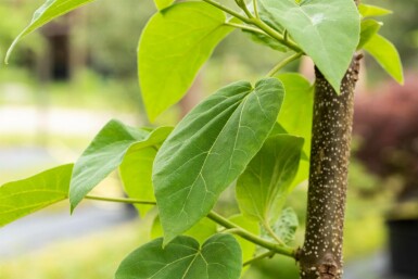 Paulownia tomentosa hoogstam 4/6 (spil)