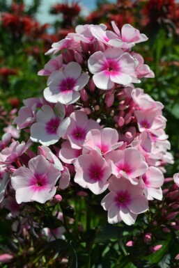 Vlambloem Phlox paniculata 'Bright Eyes' 5-10 Pot P9