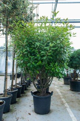 Photinia fraseri 'Red Robin' meerstammig 200-250