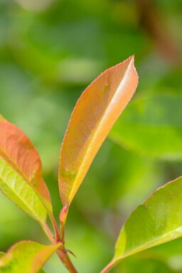 Photinia fraseri 'Red Robin' meerstammig 200-250