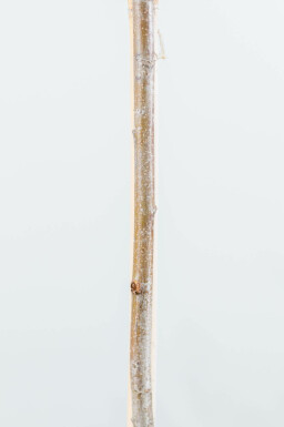 Photinia fraseri 'Red Robin' meerstammig 200-250