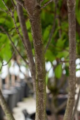Photinia fraseri 'Red Robin' meerstammig 200-250