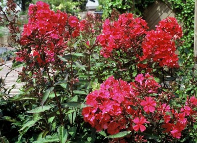 Vlambloem Phlox paniculata 'Starfire' 5-10 Pot P9