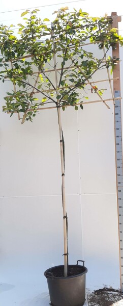 Photinia fraseri 'Red Robin' leiboom 10/12 150cm stam 150b x 120h