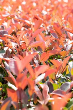 Photinia fraseri 'Red Robin' leiboom 6/8 180cm stam 150b x 120h
