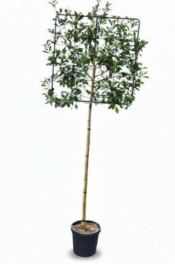 Photinia fraseri 'Red Robin' leiboom