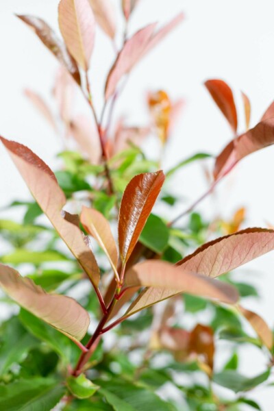 Photinia fraseri 'Red Robin' halfstam 120cm stam