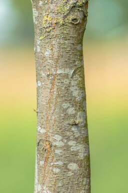 Photinia fraseri 'Red Robin' halfstam 120cm stam