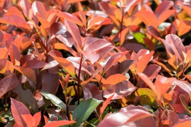 Photinia fraseri 'Red Robin' halfstam 120cm stam