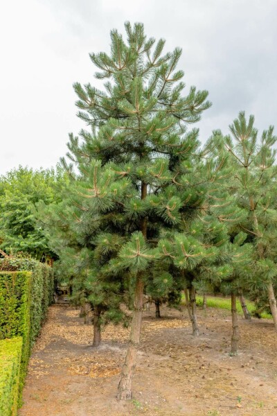 Pinus nigra subsp. nigra hoogstam 16/18