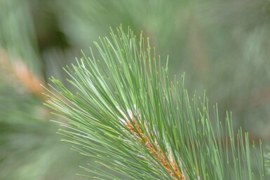 Pinus nigra subsp. nigra hoogstam 16/18