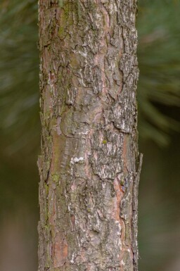 Pinus nigra subsp. nigra hoogstam 16/18