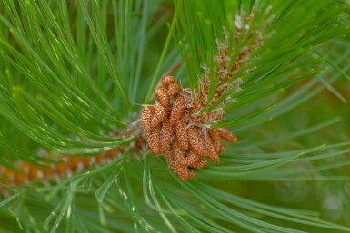 Pinus nigra subsp. nigra hoogstam 16/18