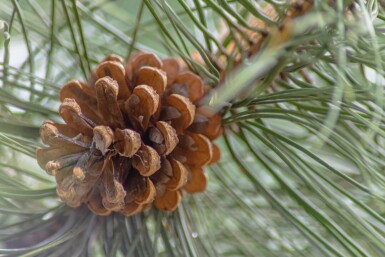 Pinus nigra subsp. nigra hoogstam 16/18