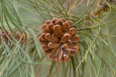 Pinus nigra subsp. nigra hoogstam 16/18