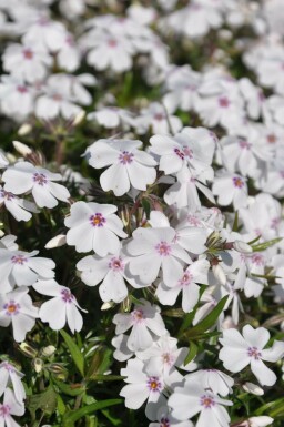 Phlox subulata 'Amazing Grace'