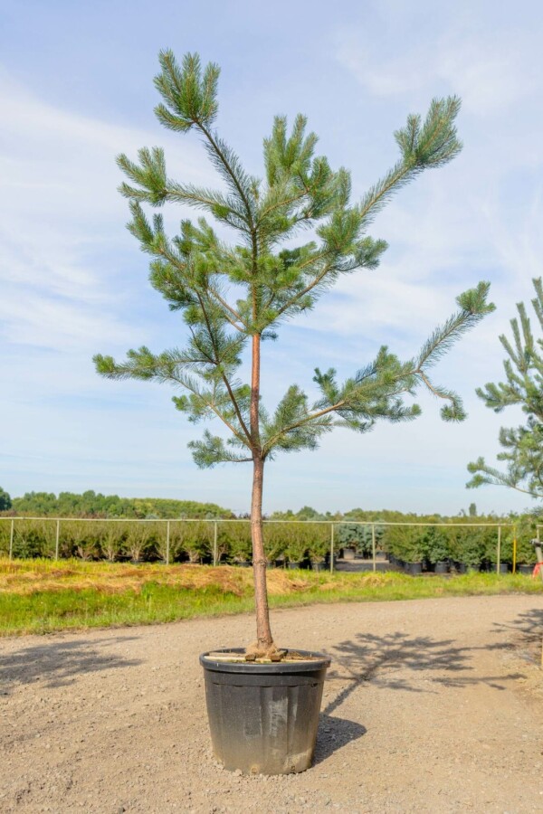 Grove den Pinus sylvestris Hoogstam stamomtrek 10-12 P Pinus sylvestris hoogstam 10/12
