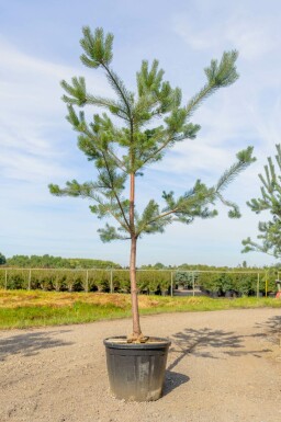 Pinus sylvestris hoogstam 14/16