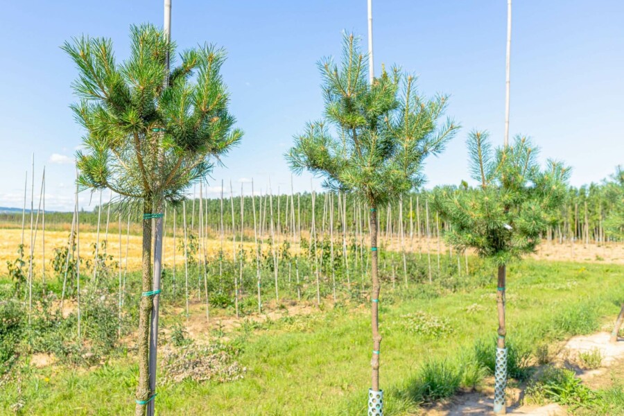 Grove den Pinus sylvestris Hoogstam stamomtrek 10-12 P Pinus sylvestris hoogstam 10/12