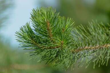 Pinus sylvestris hoogstam 14/16