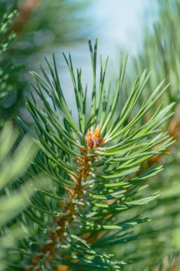 Pinus sylvestris hoogstam 14/16