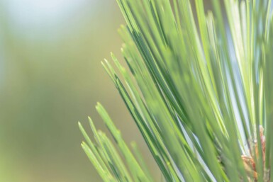 Pinus sylvestris hoogstam 14/16