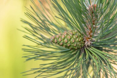 Pinus sylvestris hoogstam 14/16