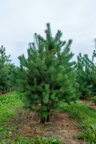 Pinus sylvestris meerstammig 250-300