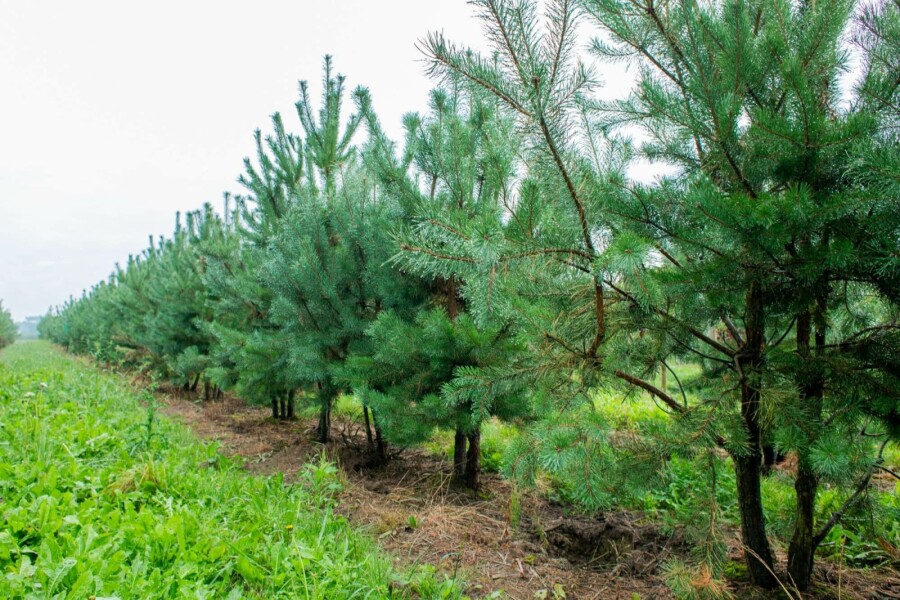 Grove den Pinus sylvestris Meerstammig 250-300 P Pinus sylvestris meerstammig 250-300