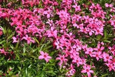 Kruipvlambloem Phlox subulata 'Atropurpurea' 10-15 Pot C2 Phlox subulata 'Atropurpurea'