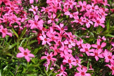 Kruipvlambloem Phlox subulata 'Atropurpurea' 10-15 Pot C2 Phlox subulata 'Atropurpurea'