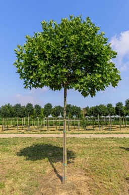 Platanus x hispanica 'Alphen's Globe' hoogstam 12/14 225cm stam