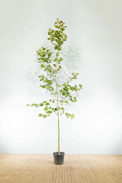 Gewone plataan Platanus x hispanica Hoogstam stamomtrek 10-12 P Platanus x hispanica hoogstam 10/12