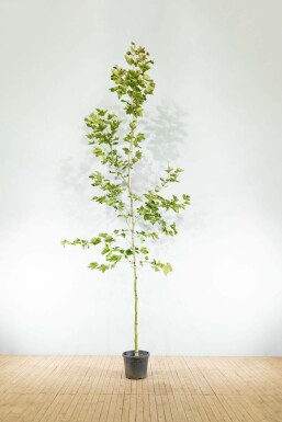 Gewone plataan Platanus x hispanica Hoogstam stamomtrek 10-12 P Platanus x hispanica hoogstam 10/12