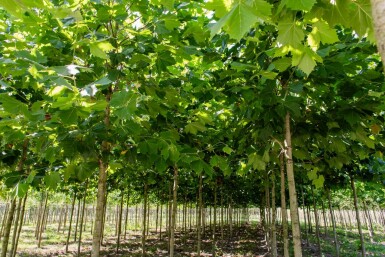 Platanus x hispanica hoogstam 10/12