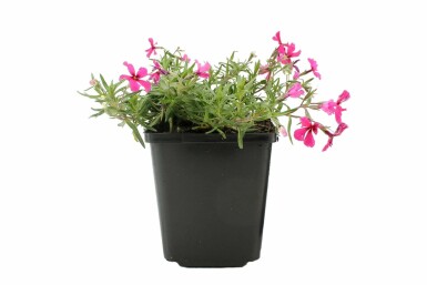 Kruipvlambloem Phlox subulata 'Atropurpurea' 5-10 Pot P9 Phlox subulata 'Atropurpurea'