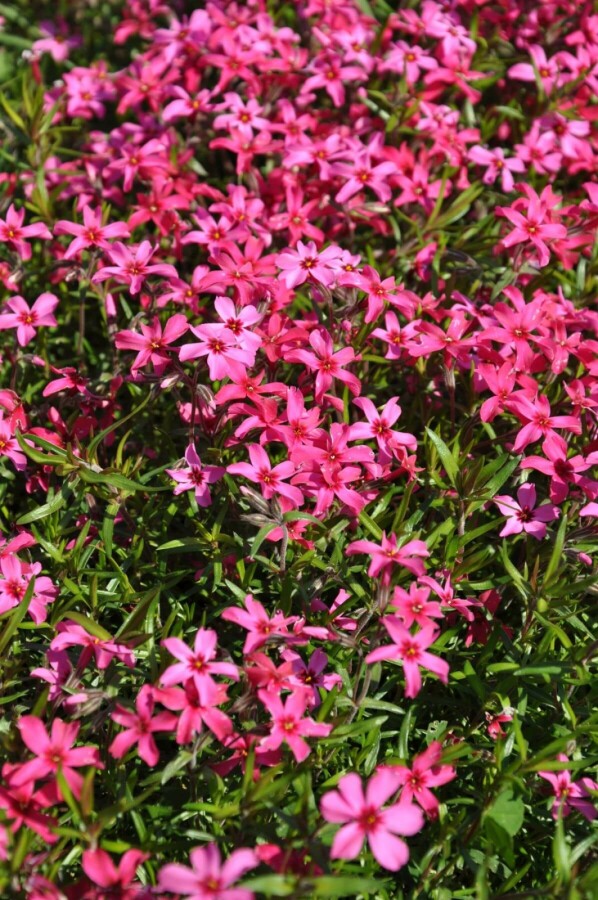 Kruipvlambloem Phlox subulata 'Atropurpurea' 5-10 Pot P9 Phlox subulata 'Atropurpurea'