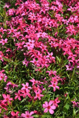 Kruipvlambloem Phlox subulata 'Atropurpurea' 5-10 Pot P9 Phlox subulata 'Atropurpurea'