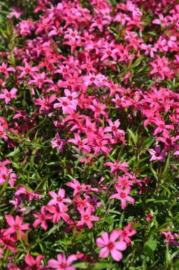 Kruipvlambloem Phlox subulata 'Atropurpurea' 5-10 Pot P9